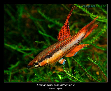 Chromaphyosemion Bitaeniatum